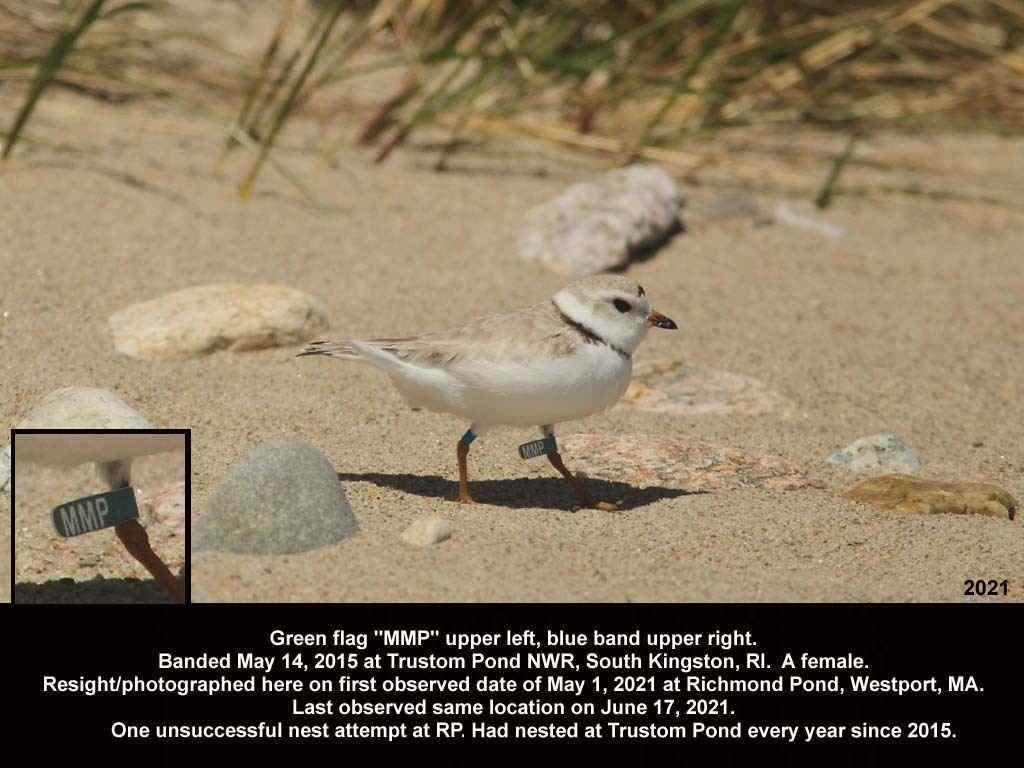 PIPL-18-BF_Piping-Plover