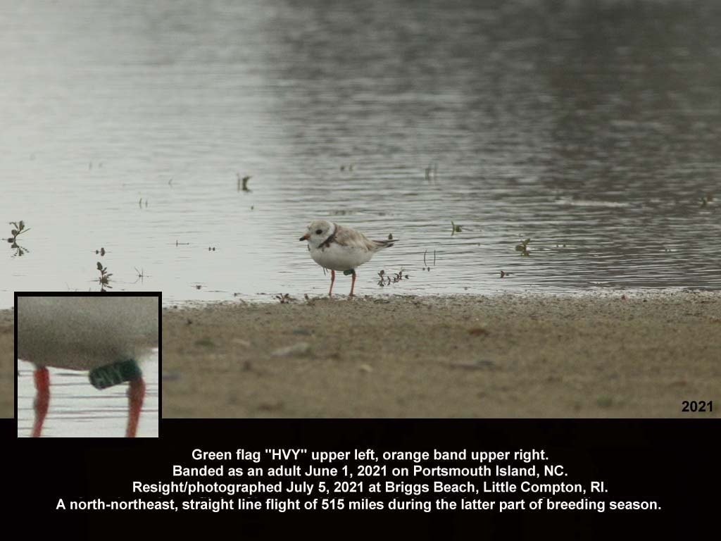 PIPL-18-BG_Piping-Plover