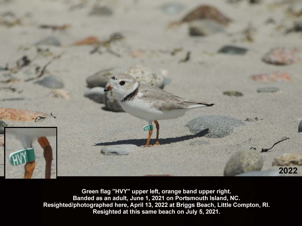 PIPL-18-BH_Piping-Plover