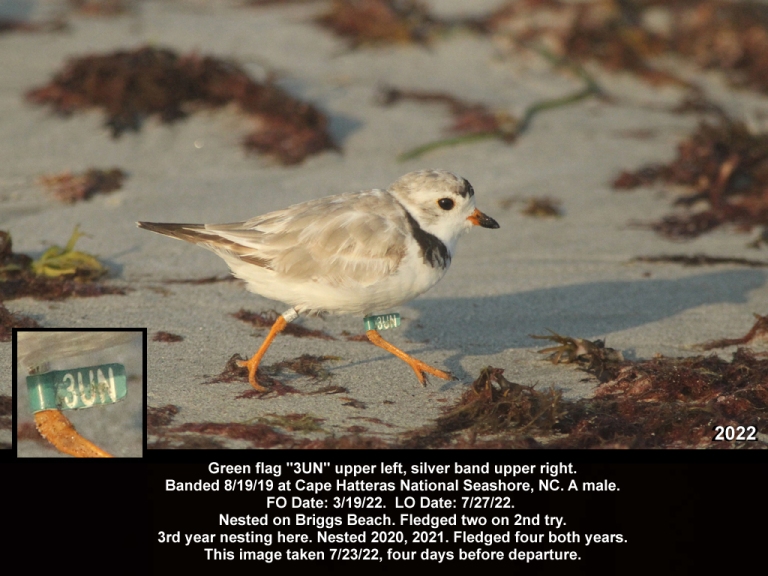 PIPL-18-BI_Piping-Plover