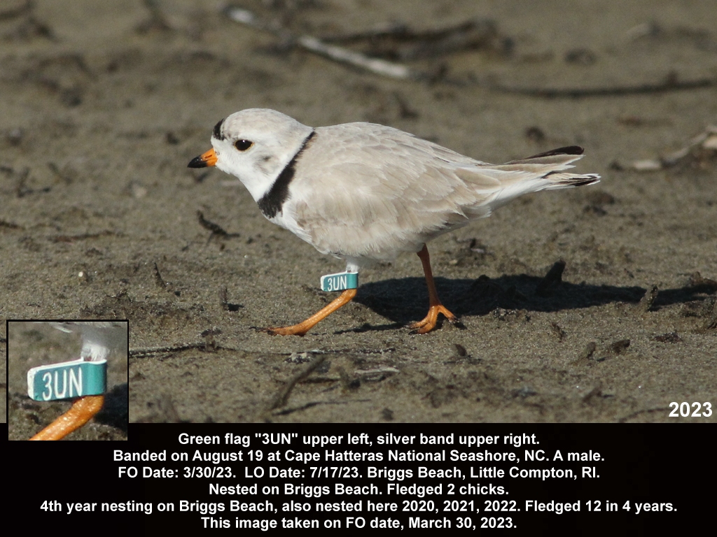 PIPL-18-BJ_Piping-Plover