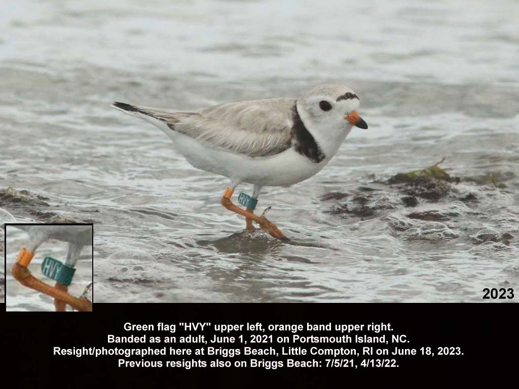 PIPL-18-BK_Piping-Plover