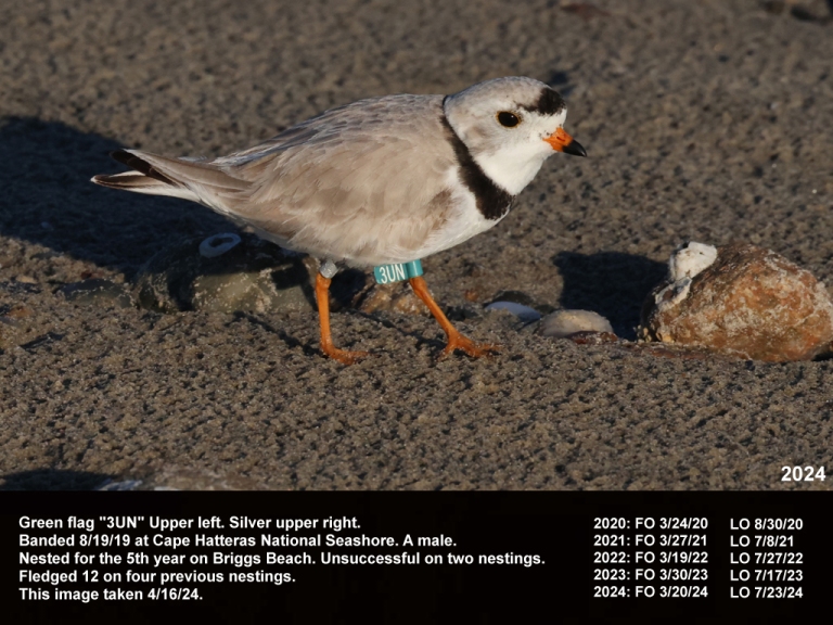 PIPL-18-BL_Piping-Plover