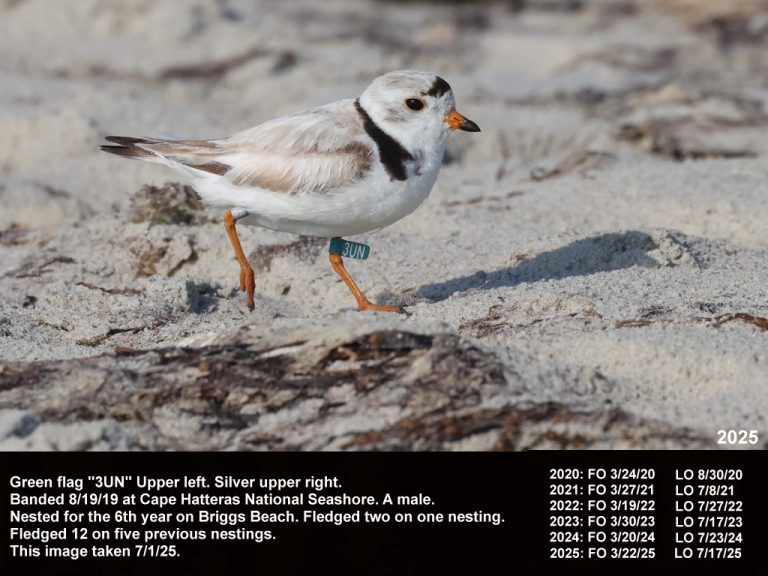 PIPL-18-BM_Piping-Plover