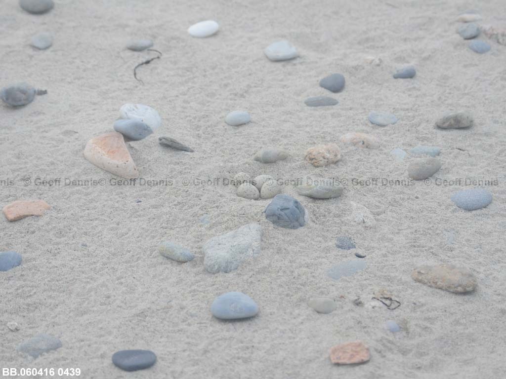 PIPL-8-AA_Piping-Plover