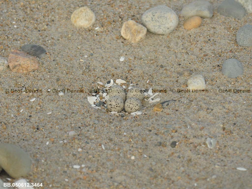 PIPL-8-AB_Piping-Plover