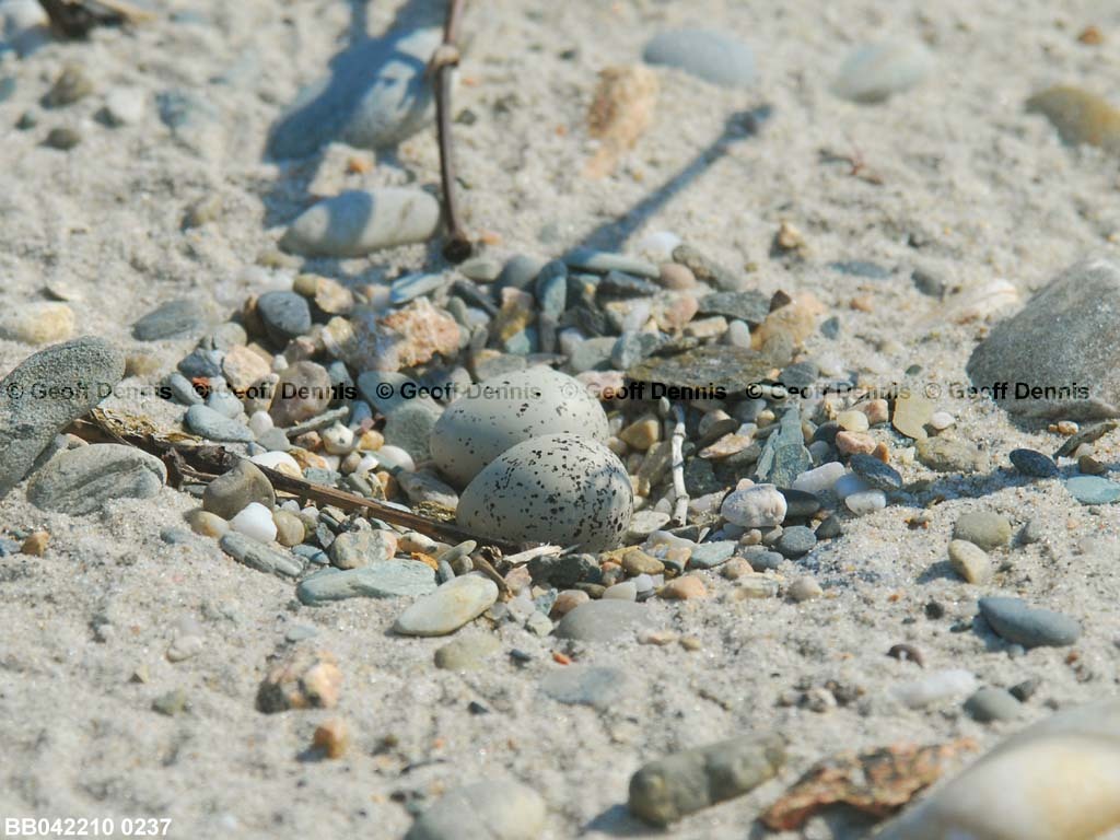 PIPL-8-AC_Piping-Plover