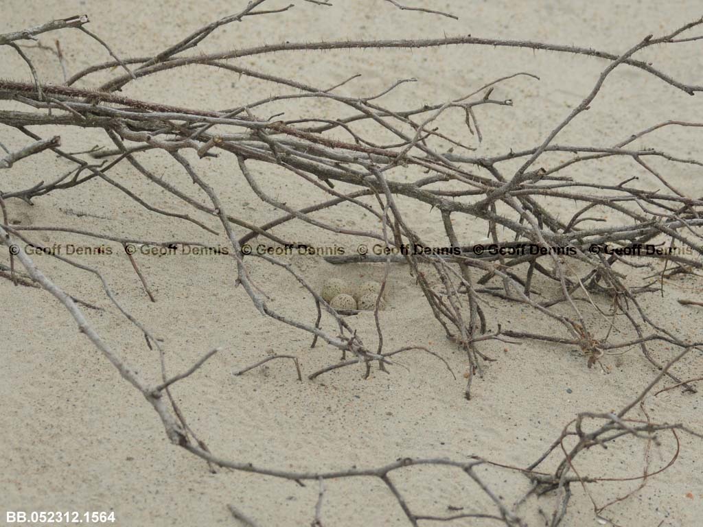 PIPL-8-AD_Piping-Plover