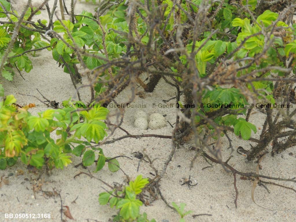 PIPL-8-AE_Piping-Plover