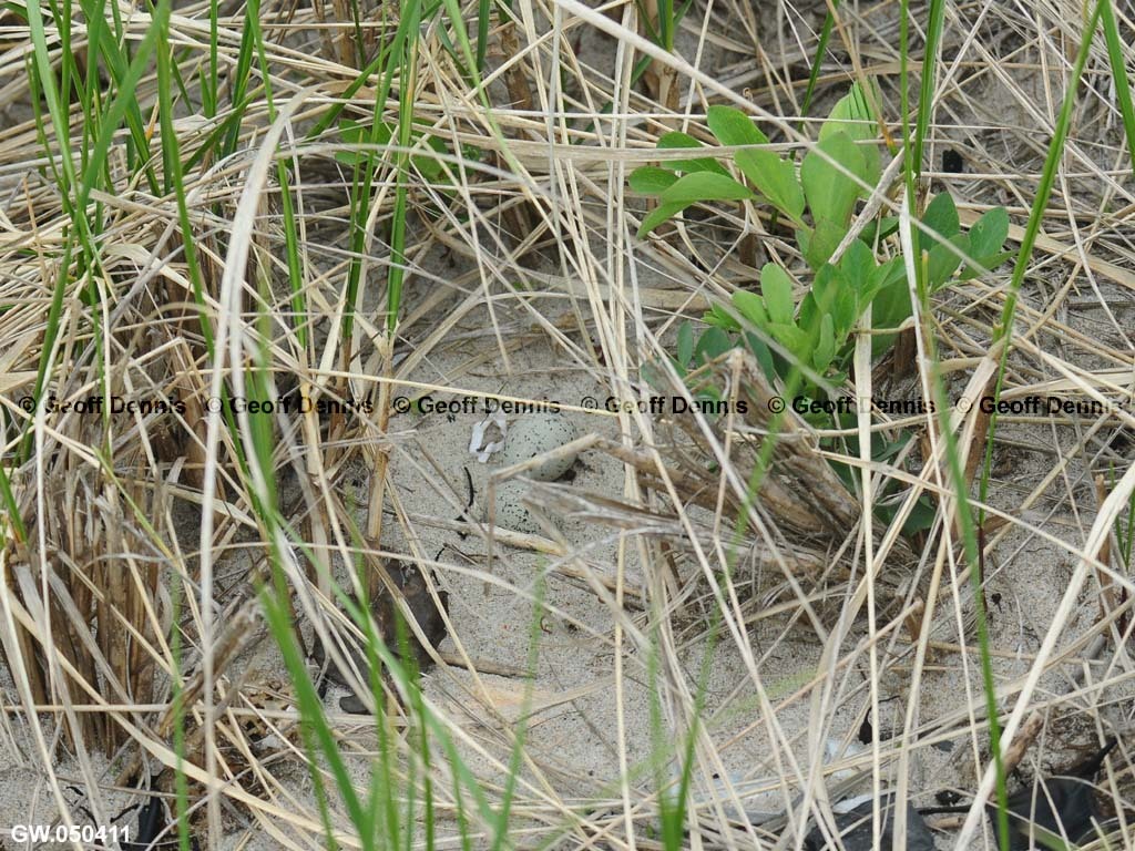 PIPL-8-AF_Piping-Plover