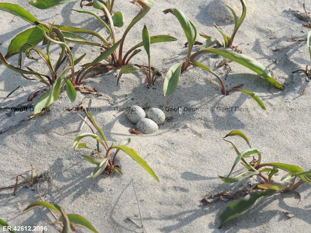 PIPL-8-AG_Piping-Plover