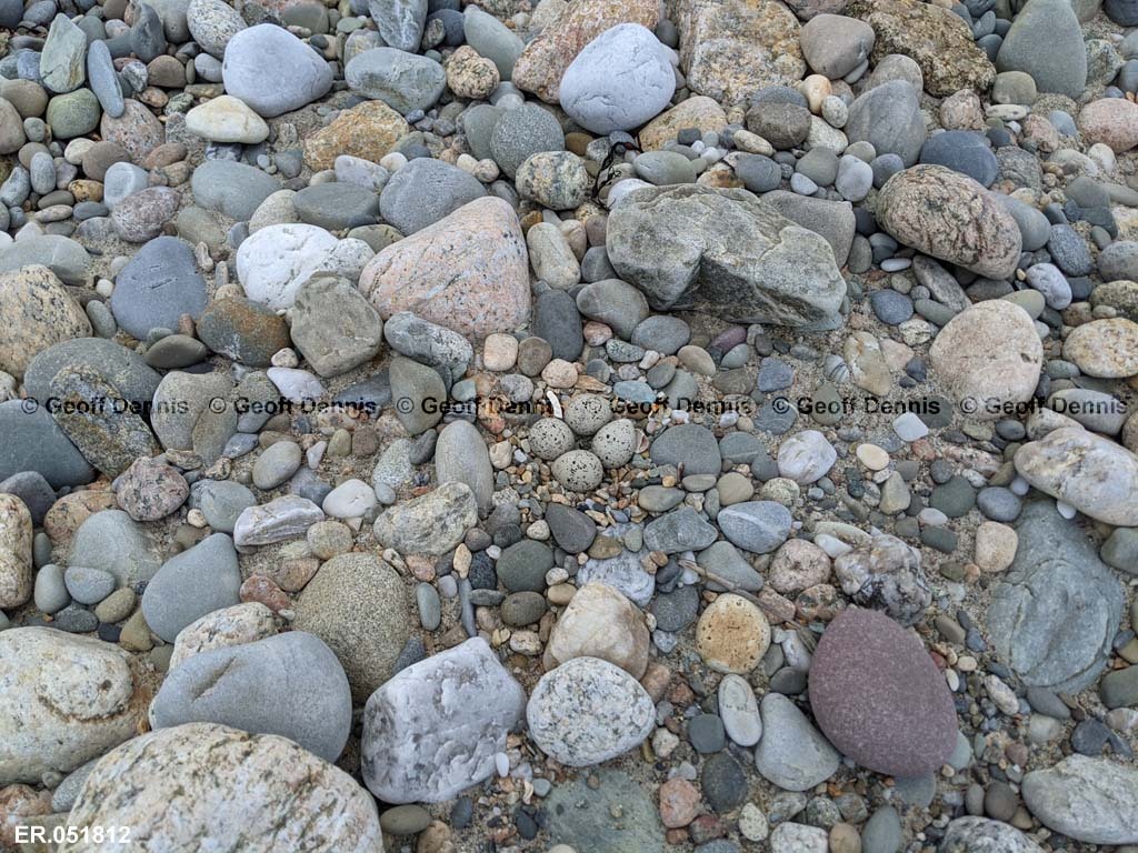 PIPL-8-AH_Piping-Plover