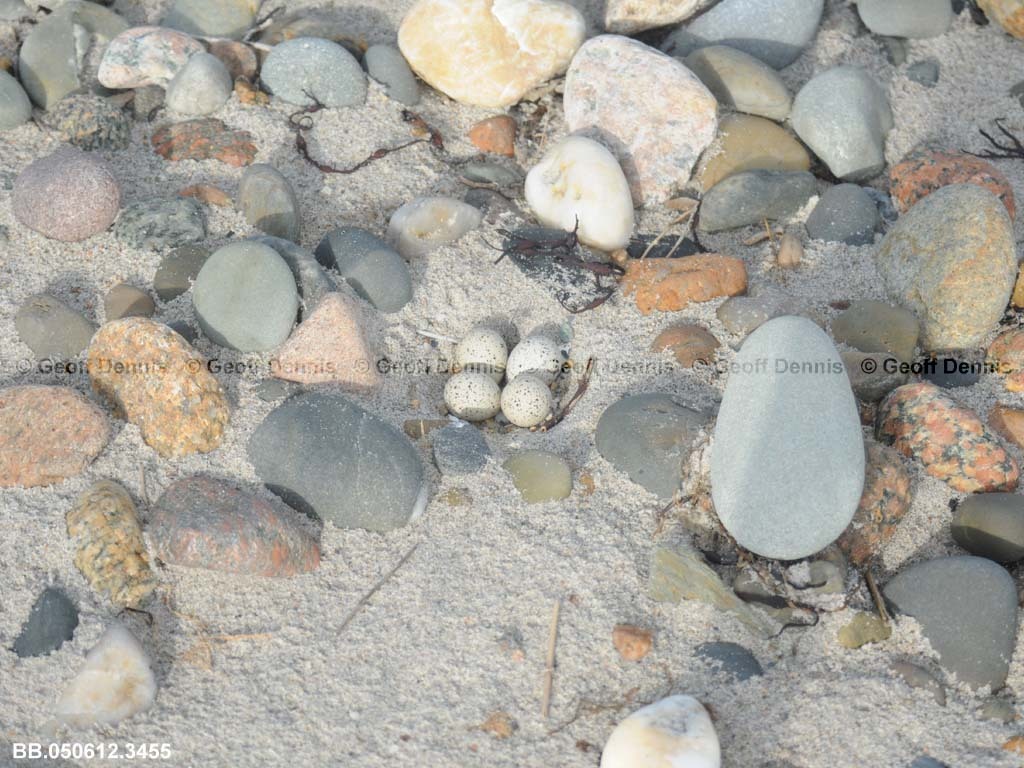 PIPL-8-AI_Piping-Plover
