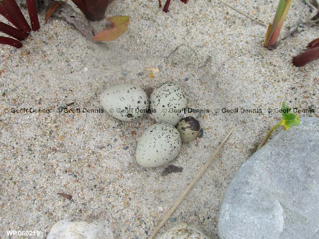 PIPL-8-AJ_Piping-Plover