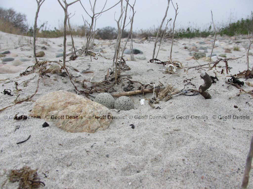 PIPL-8-AM_Piping-Plover