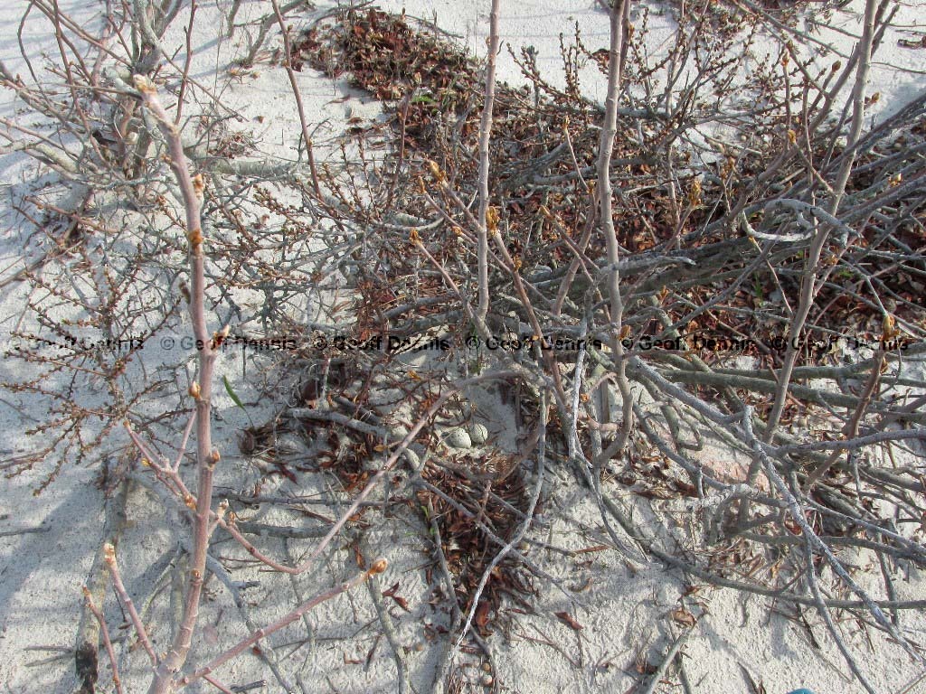 PIPL-8-AN_Piping-Plover