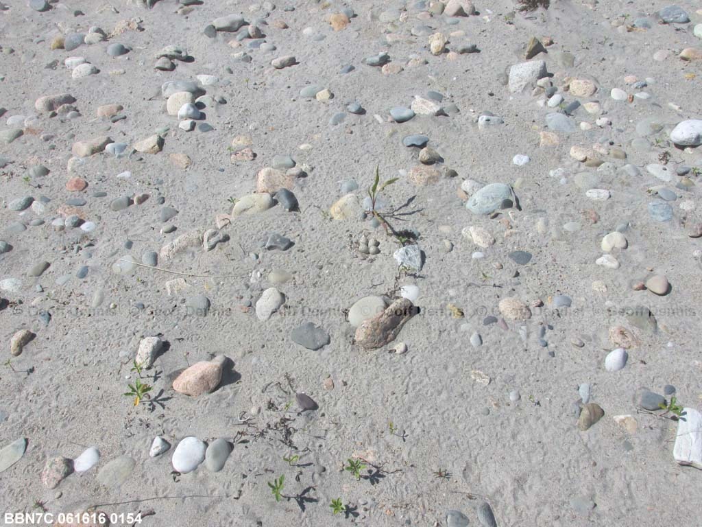 PIPL-8-AO_Piping-Plover