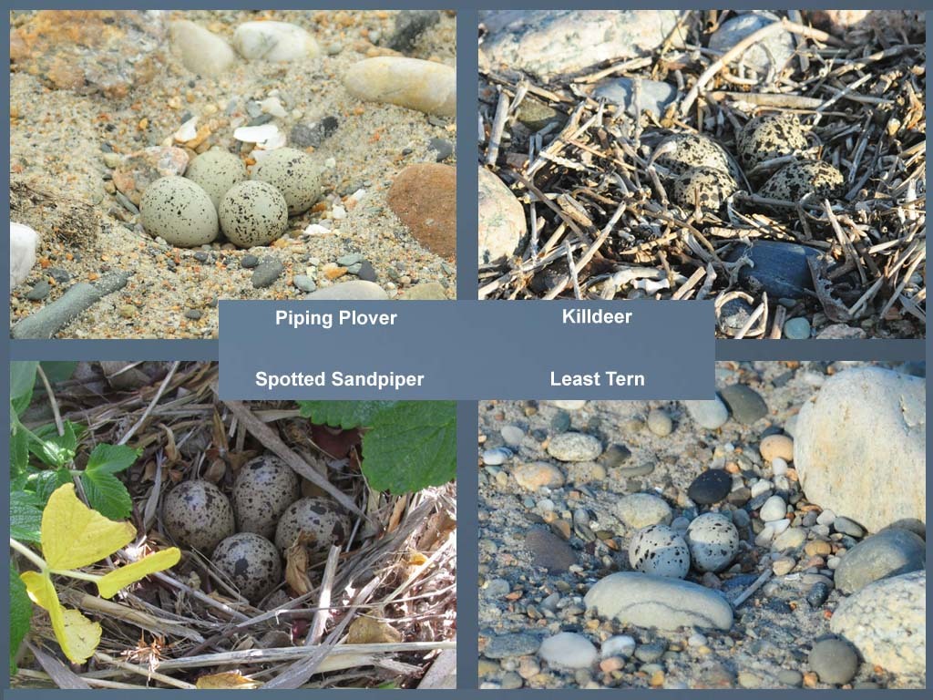 PIPL-8-AP_Piping-Plover