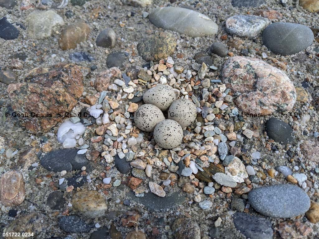 PIPL-8-AQ_Piping-Plover
