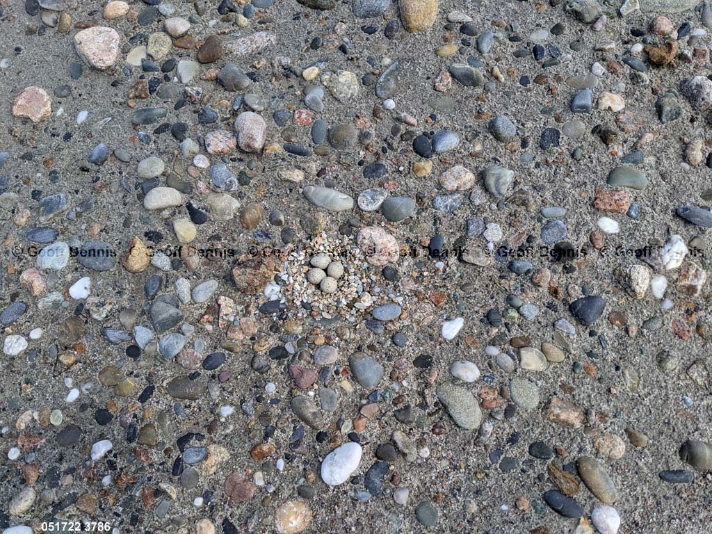 PIPL-8-AR_Piping-Plover