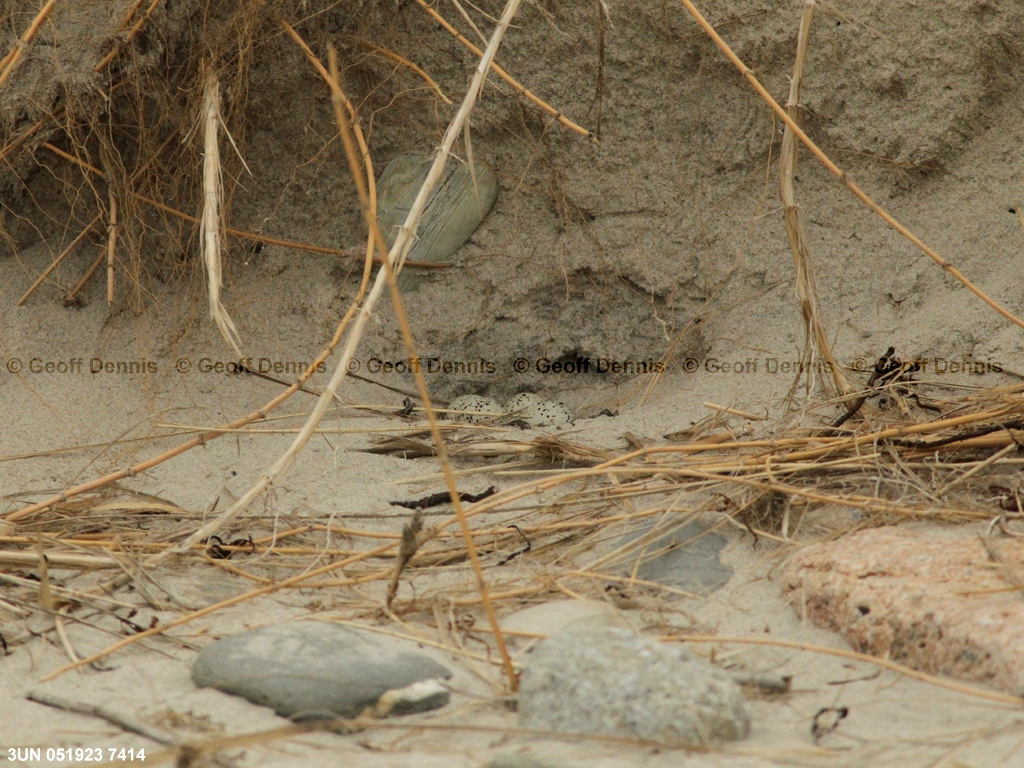 PIPL-8-AS_Piping-Plover_