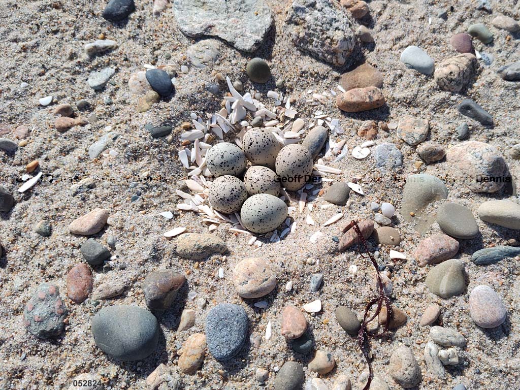 PIPL-8-AT_Piping-Plover