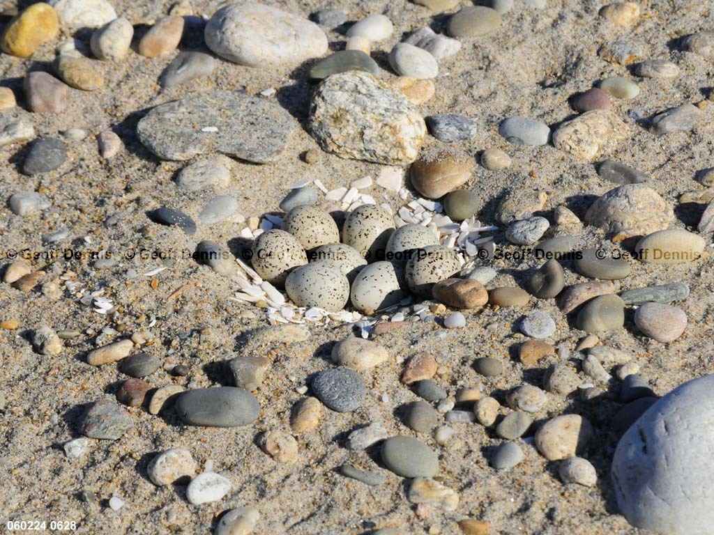 PIPL-8-AV-Piping-Plover