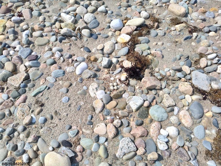 PIPL-8-AW_Piping-Plover