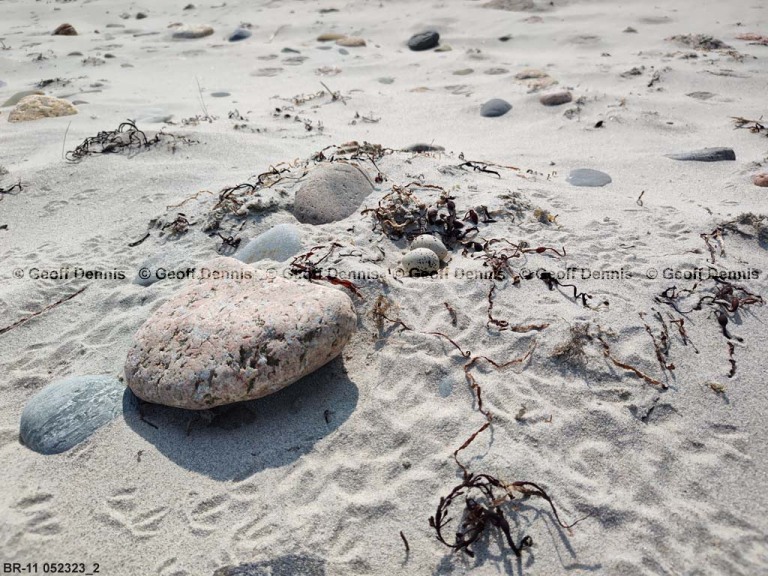 PIPL-8-AX_Piping-Plover