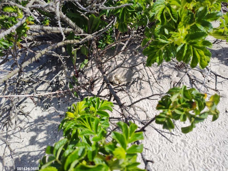 PIPL-8-AZ_Piping-Plover