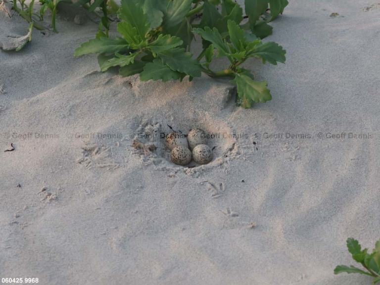 PIPL-8-BA_Piping-Plover