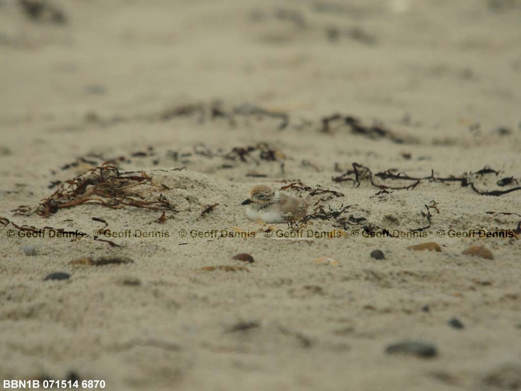 PIPL-22-AA_Piping-Plover