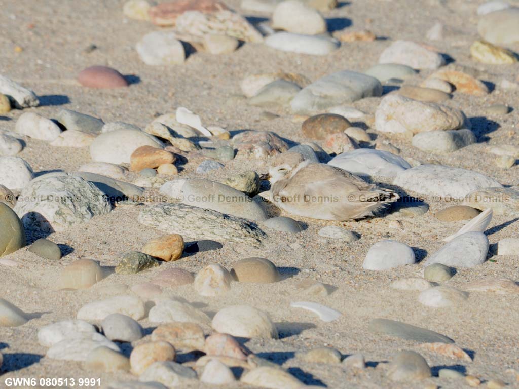 PIPL-22-AC_Piping-Plover