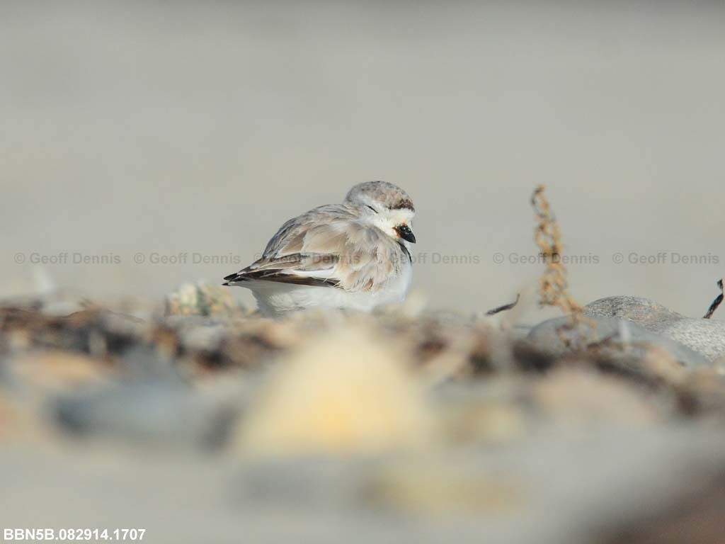 PIPL-22-AD_Piping-Plover