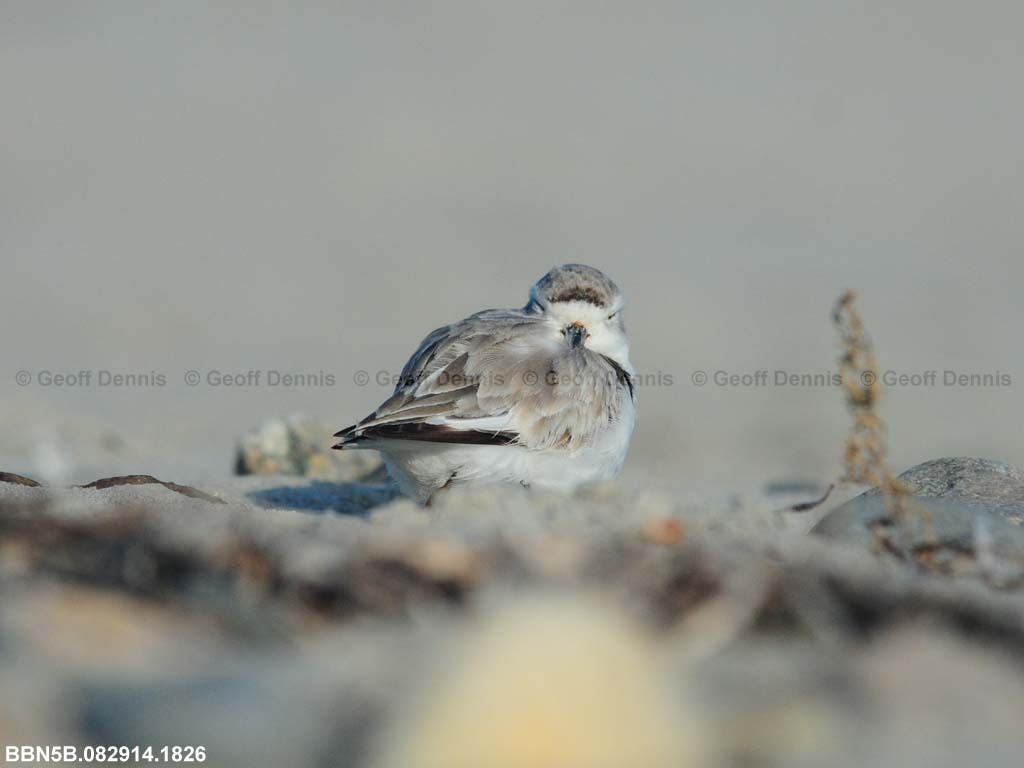 PIPL-22-AE_Piping-Plover