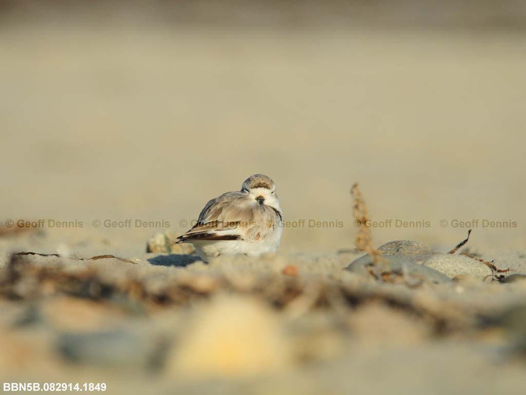 PIPL-22-AF_Piping-Plover