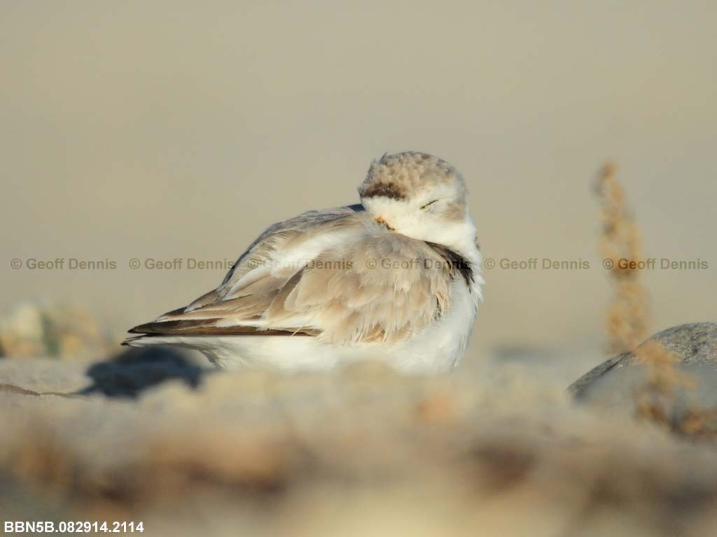 PIPL-22-AG_Piping-Plover