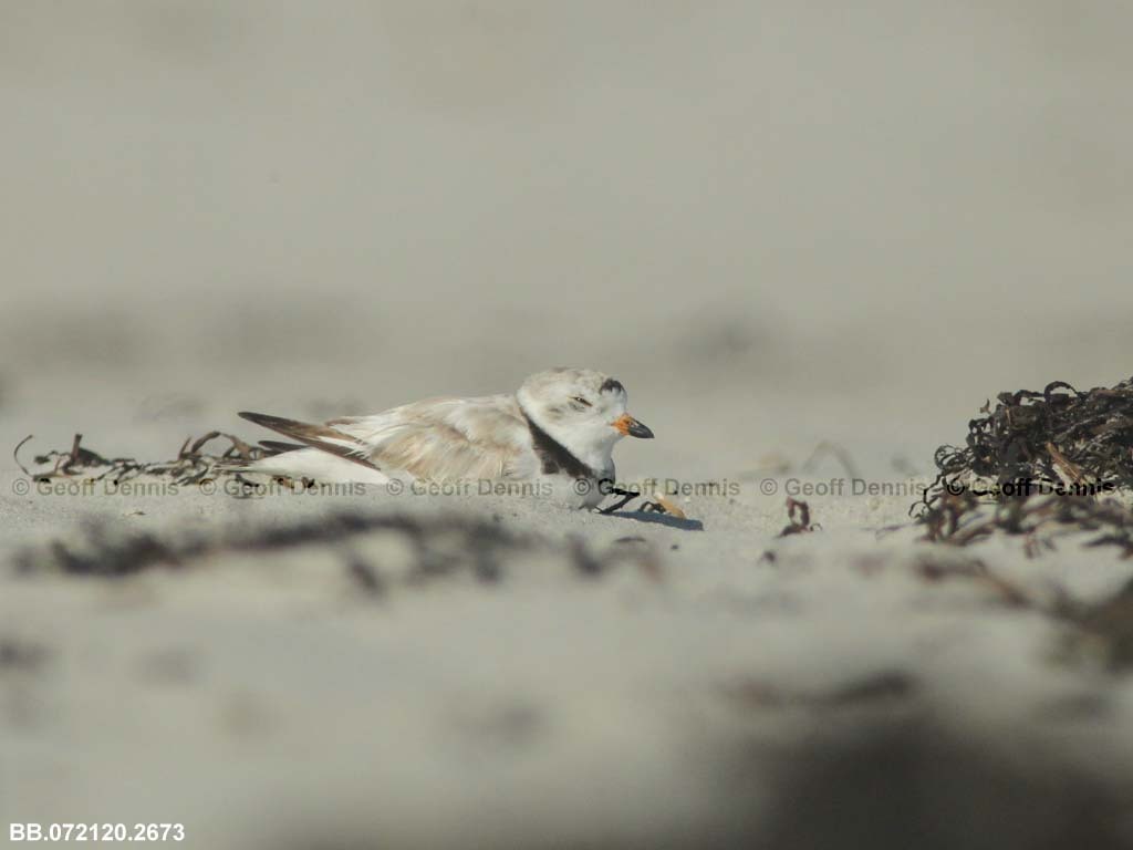 PIPL-22-AH_Piping-Plover