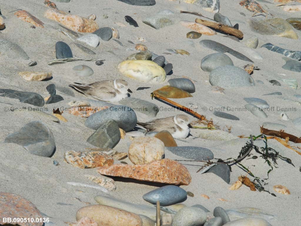 PIPL-22-AI_Piping-Plover