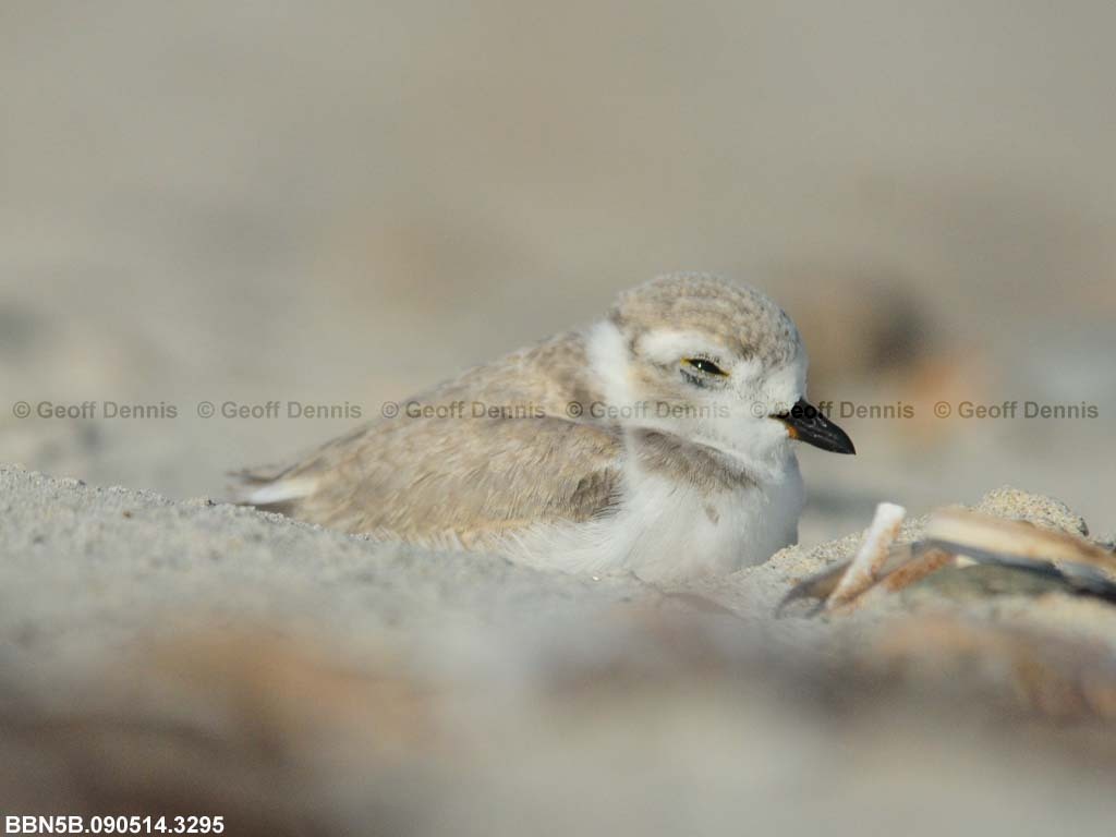 PIPL-22-AJ_Piping-Plover