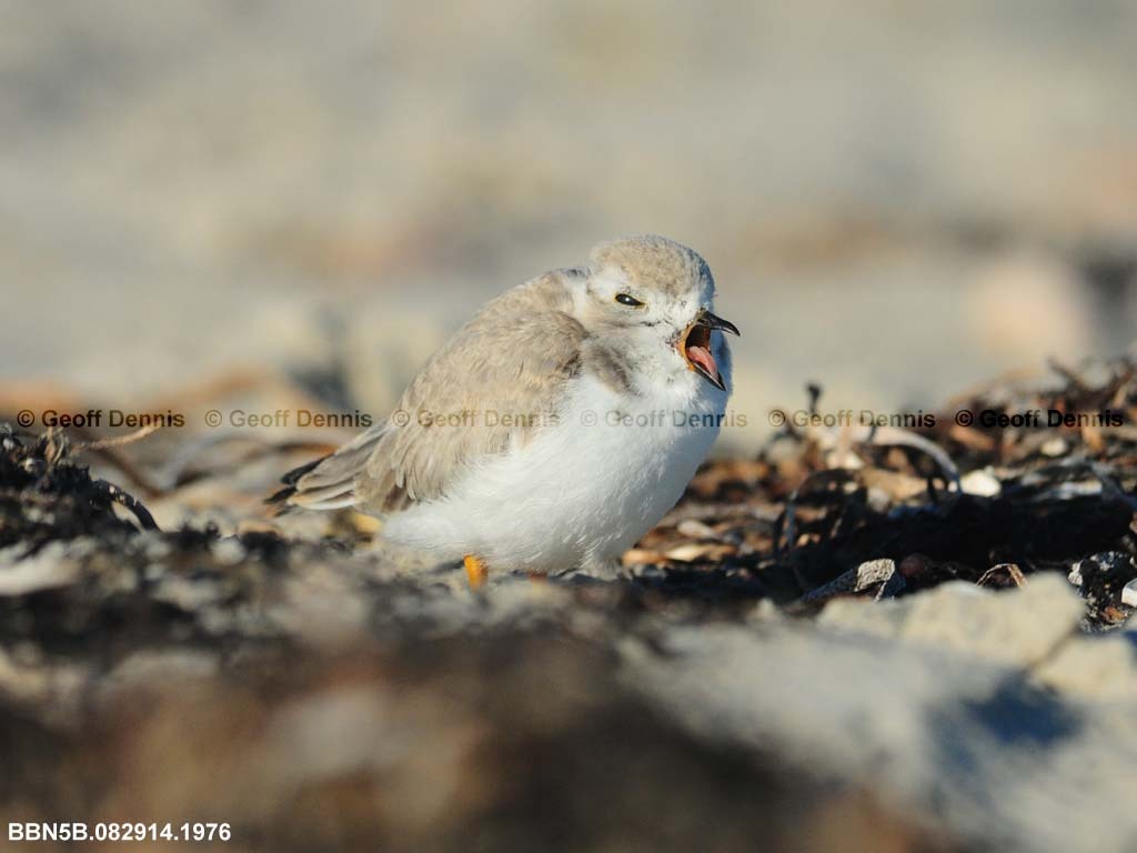 PIPL-22-AK_Piping-Plover