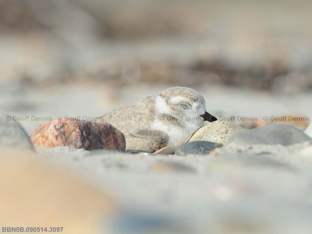 PIPL-22-AL_Piping-Plover