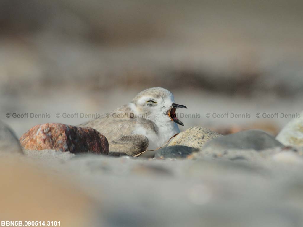 PIPL-22-AM_Piping-Plover