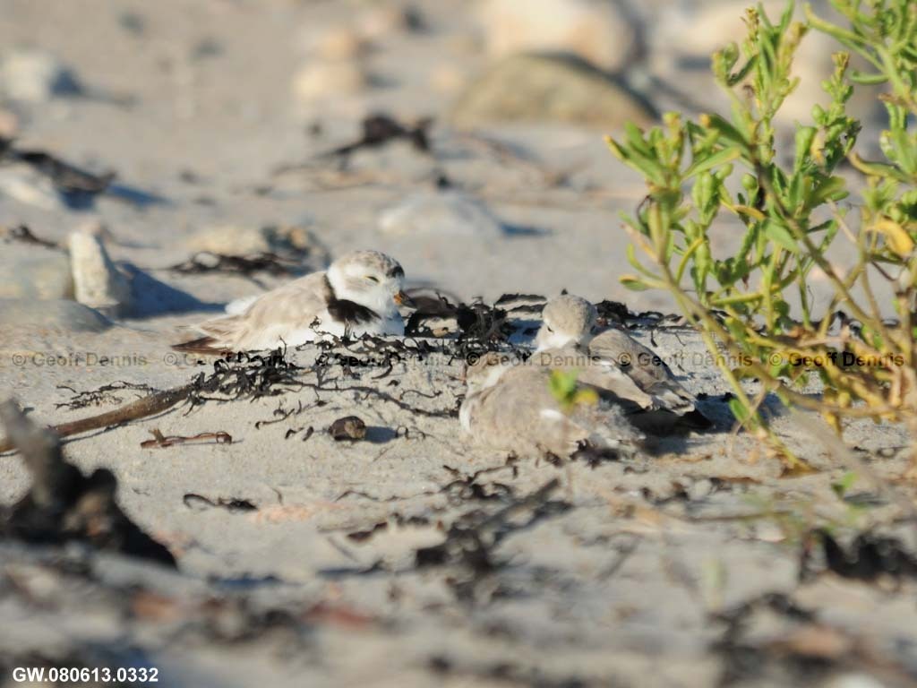 PIPL-22-AN_Piping-Plover