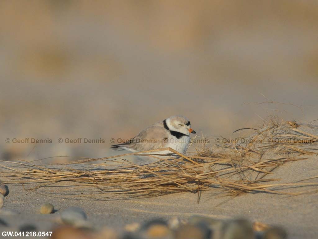 PIPL-22-AO_Piping-Plover