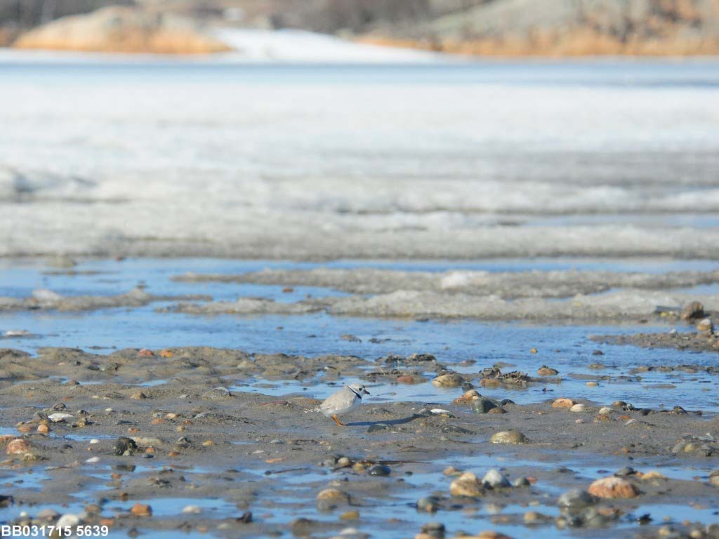 PIPL-3-AA_Piping-Plover