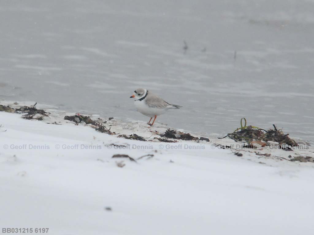 PIPL-3-AB_Piping-Plover