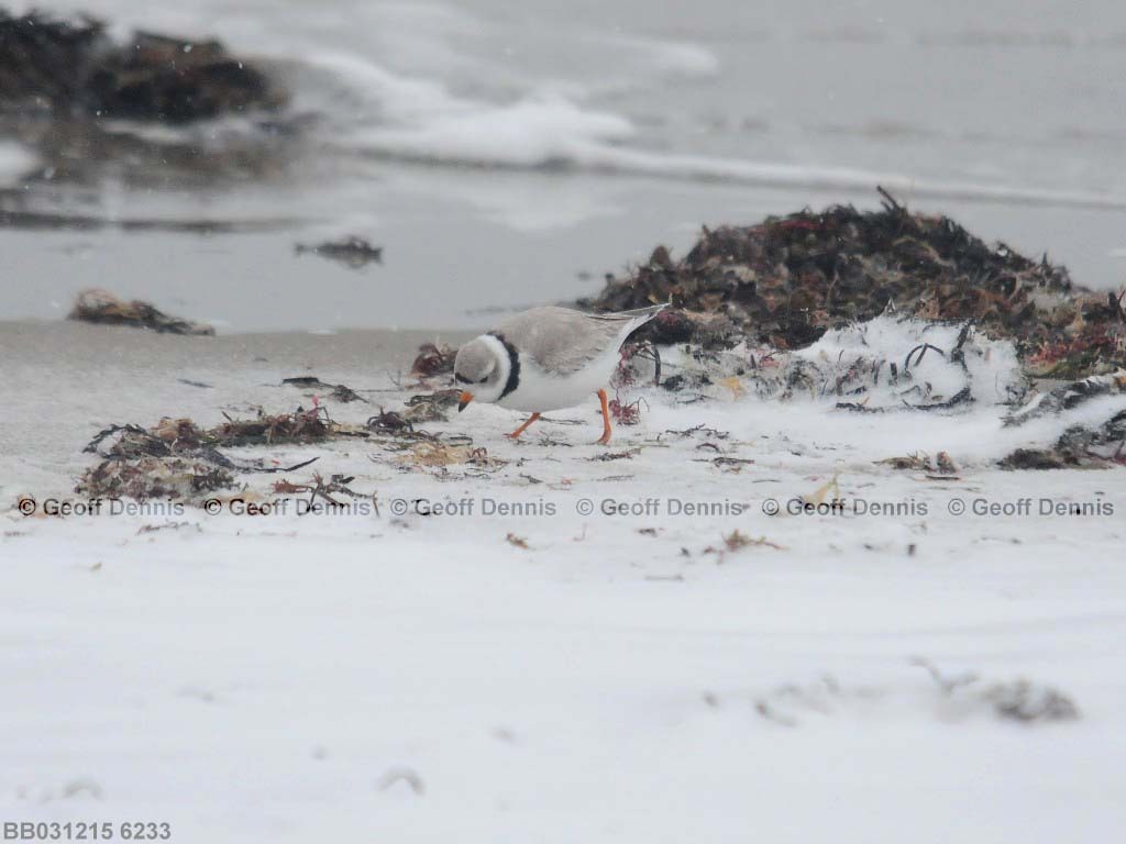 PIPL-3-AC_Piping-Plover