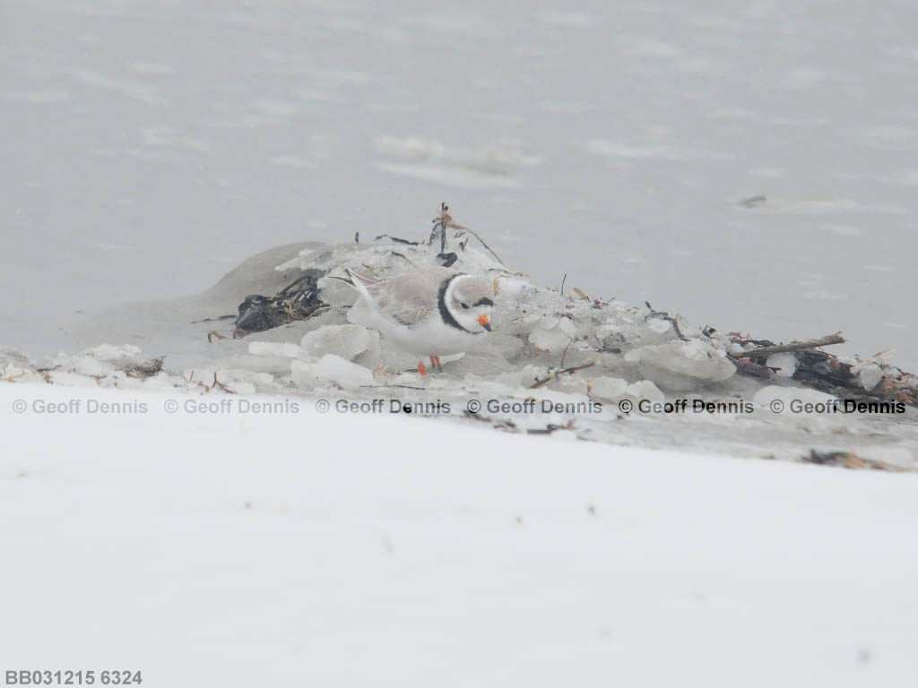PIPL-3-AD_Piping-Plover