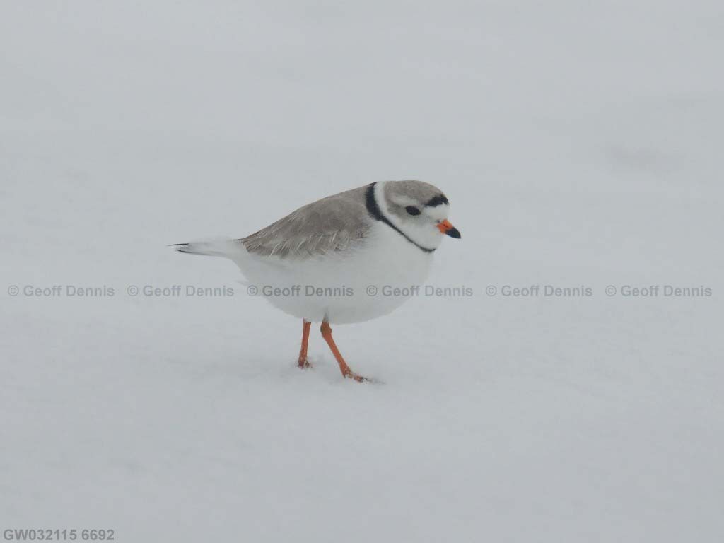 PIPL-3-AE_Piping-Plover